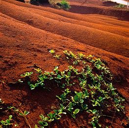  顽皮狗等前员工组建NEARstudios首作 《山楂树》预告